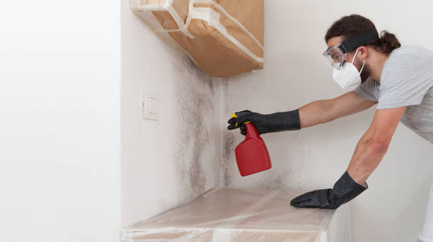 Professional Mold Removal technician working in Fayville, MA